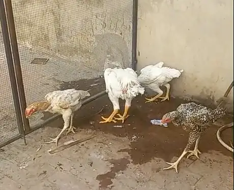 Shamo Aseel for sale 5 Hen, One Male — photo 7