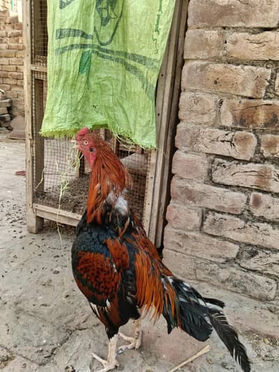 Aseel lakha 0size