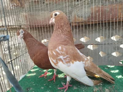 beautiful birds available 0328/4674///632
