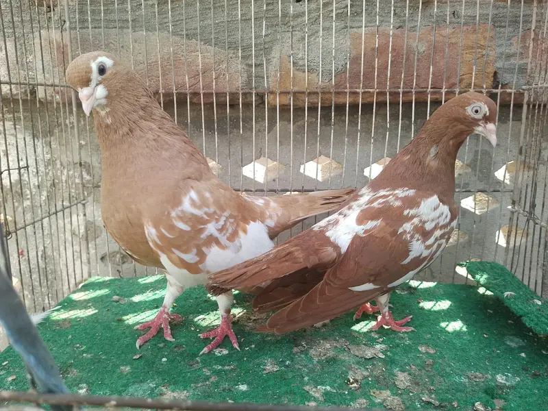 beautiful birds available 0328/4674///632 — photo 2