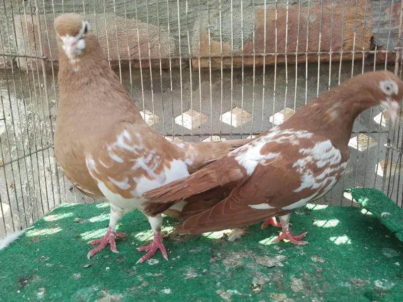 beautiful birds available 0328/4674///632 — photo 3