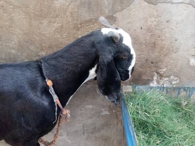 Healthy and active bakri 1 month ki gaban