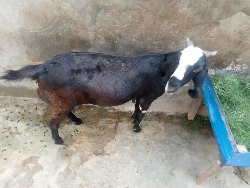 Healthy and active bakri 1 month ki gaban — photo 2