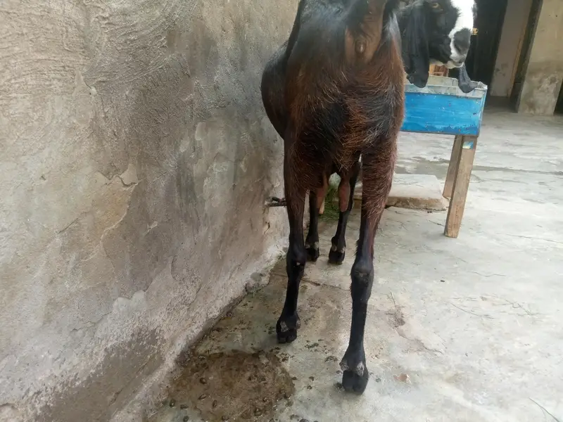 Healthy and active bakri 1 month ki gaban — photo 3
