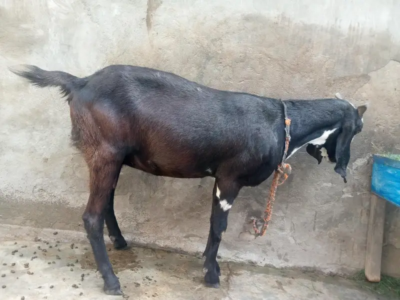Healthy and active bakri 1 month ki gaban — photo 4