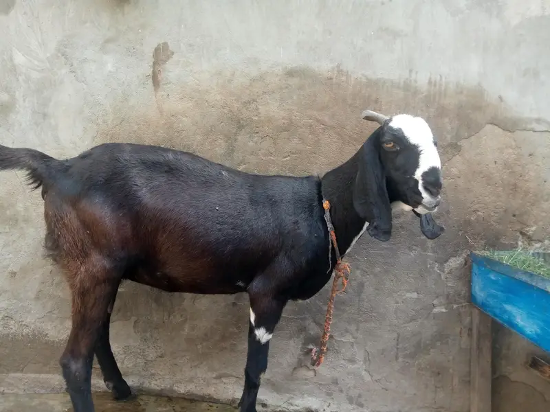 Healthy and active bakri 1 month ki gaban — photo 5