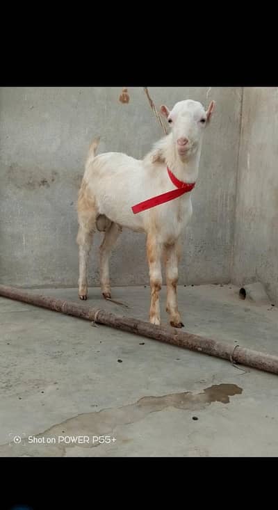 TEDDY BREEDER COLITY MALE PAIR FULL GULABI