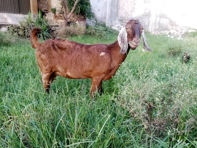 desi bakri for sale age 2 year 5 month urgent for sale only contact