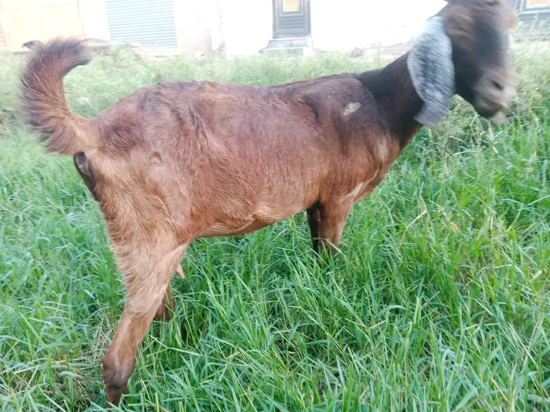 desi bakri for sale age 2 year 5 month urgent for sale only contact — photo 2