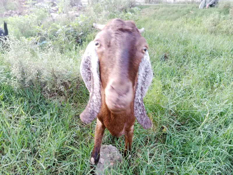 desi bakri for sale age 2 year 5 month urgent for sale only contact — photo 3