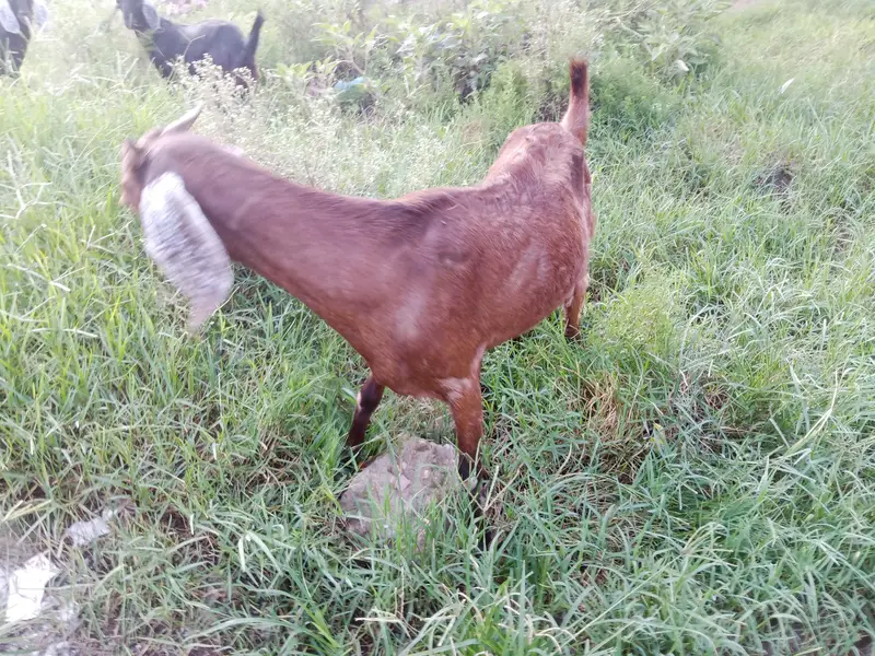 desi bakri for sale age 2 year 5 month urgent for sale only contact — photo 4