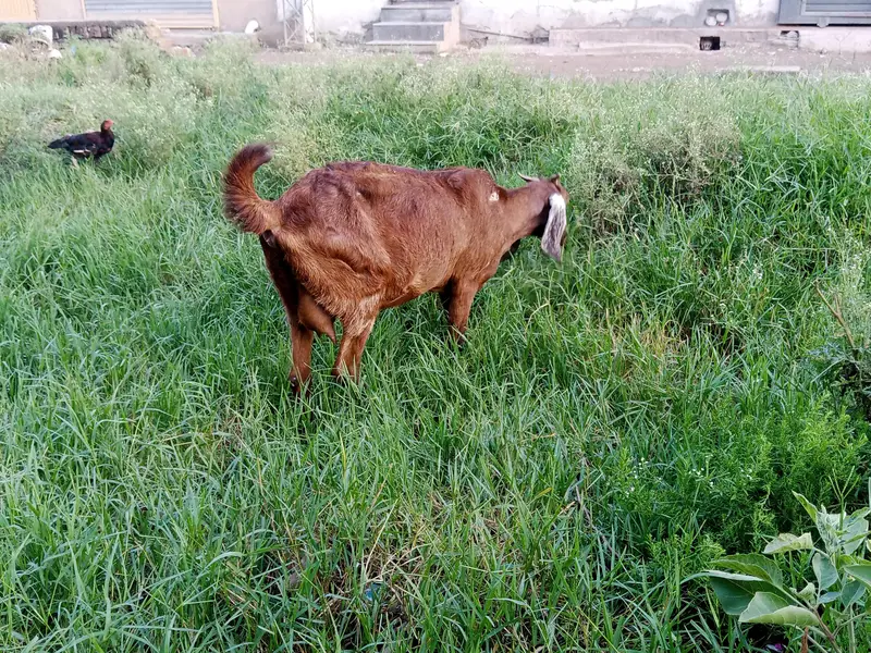 desi bakri for sale age 2 year 5 month urgent for sale only contact — photo 5