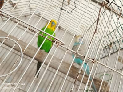 budgie bird
