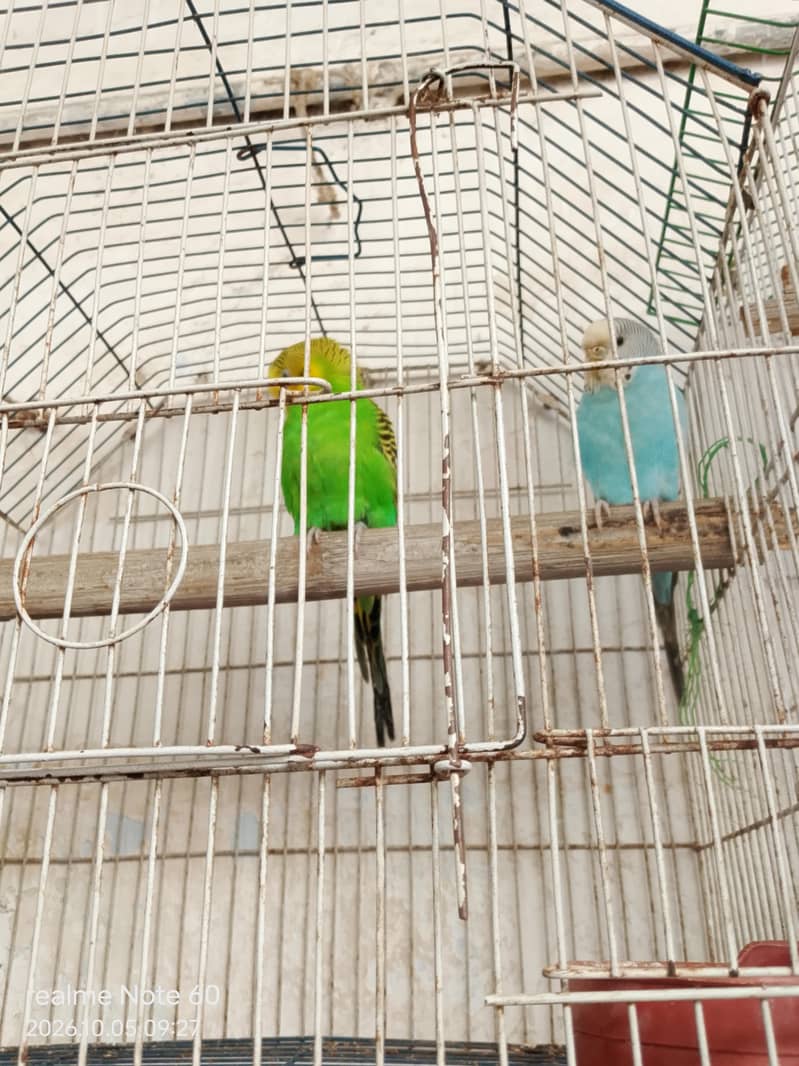 budgie bird 1