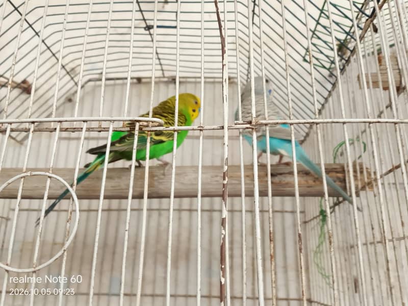 budgie bird 2