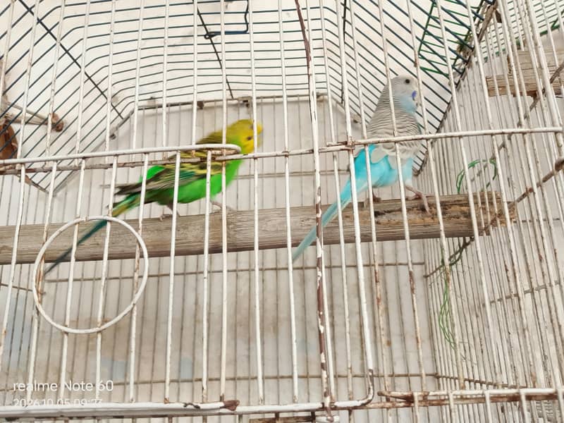 budgie bird 3
