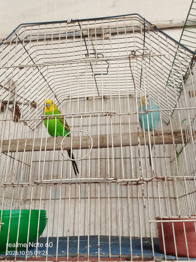 budgie bird 4