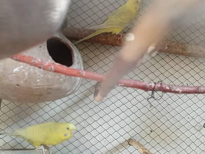 budgie pair or chicks
