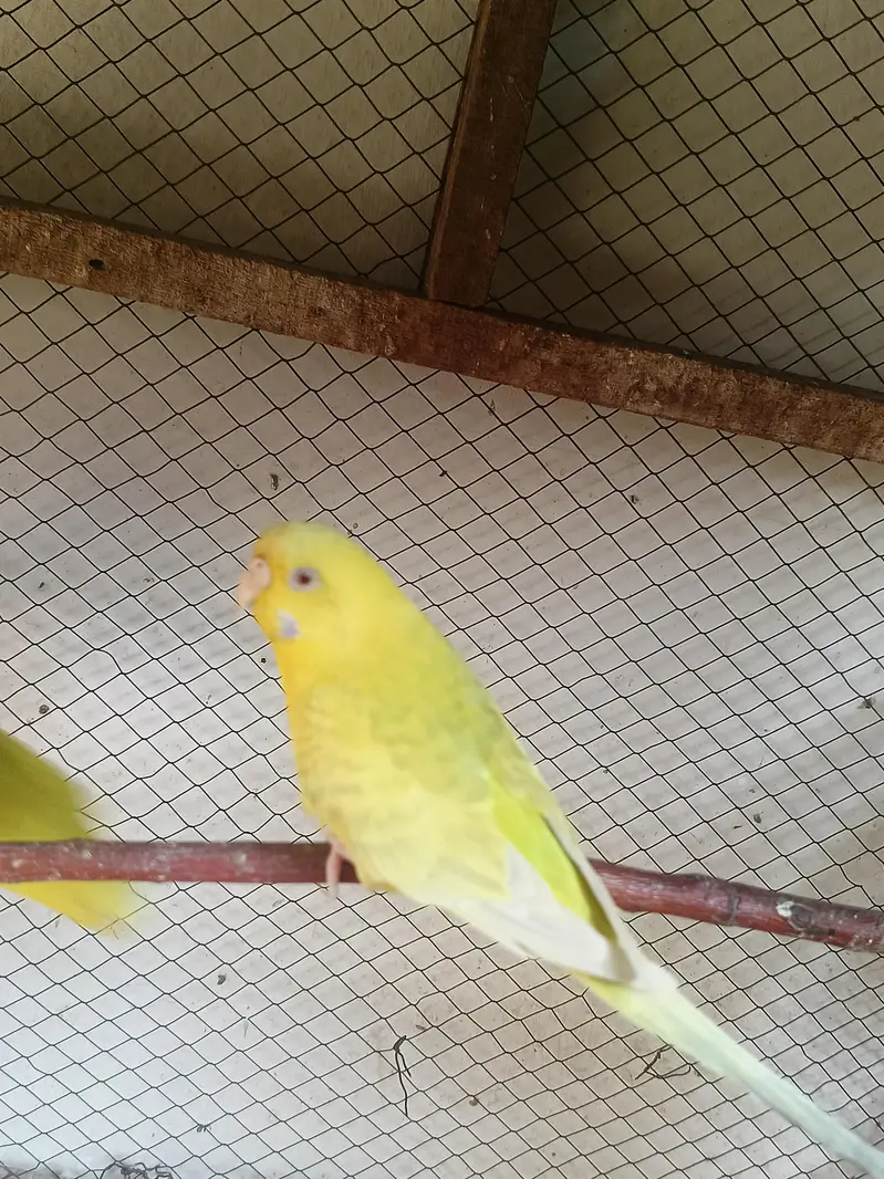 budgie pair or chicks — photo 2