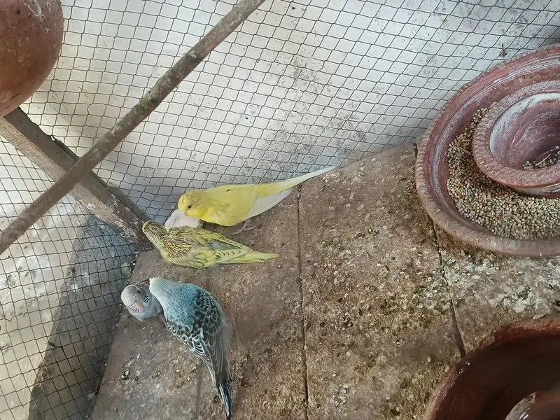 budgie pair or chicks — photo 3