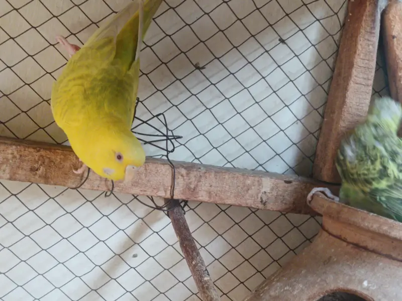 budgie pair or chicks — photo 4