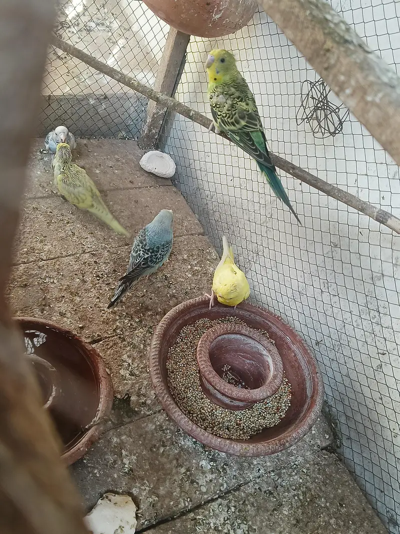 budgie pair or chicks — photo 5