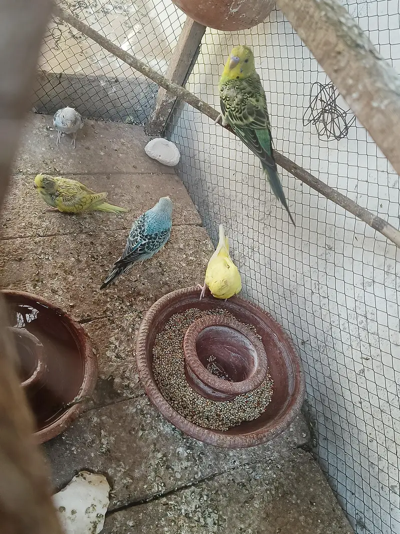 budgie pair or chicks — photo 6
