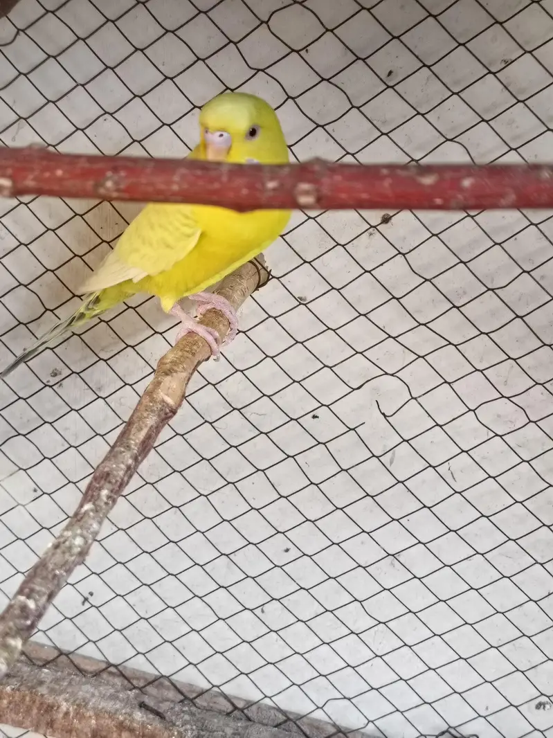 budgie pair or chicks — photo 7