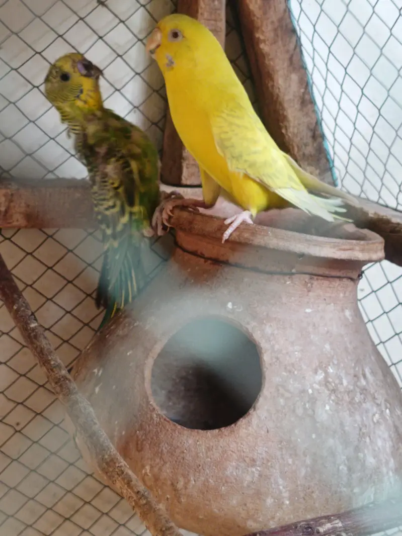 budgie pair or chicks — photo 8