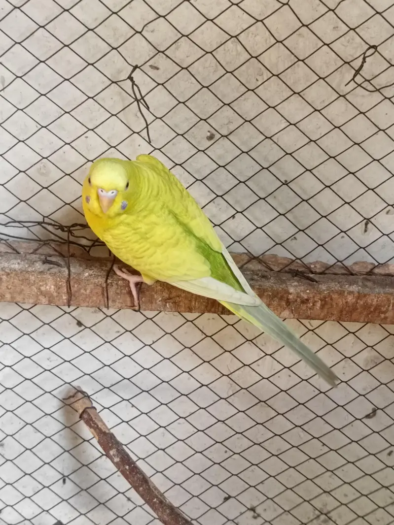 budgie pair or chicks — photo 9