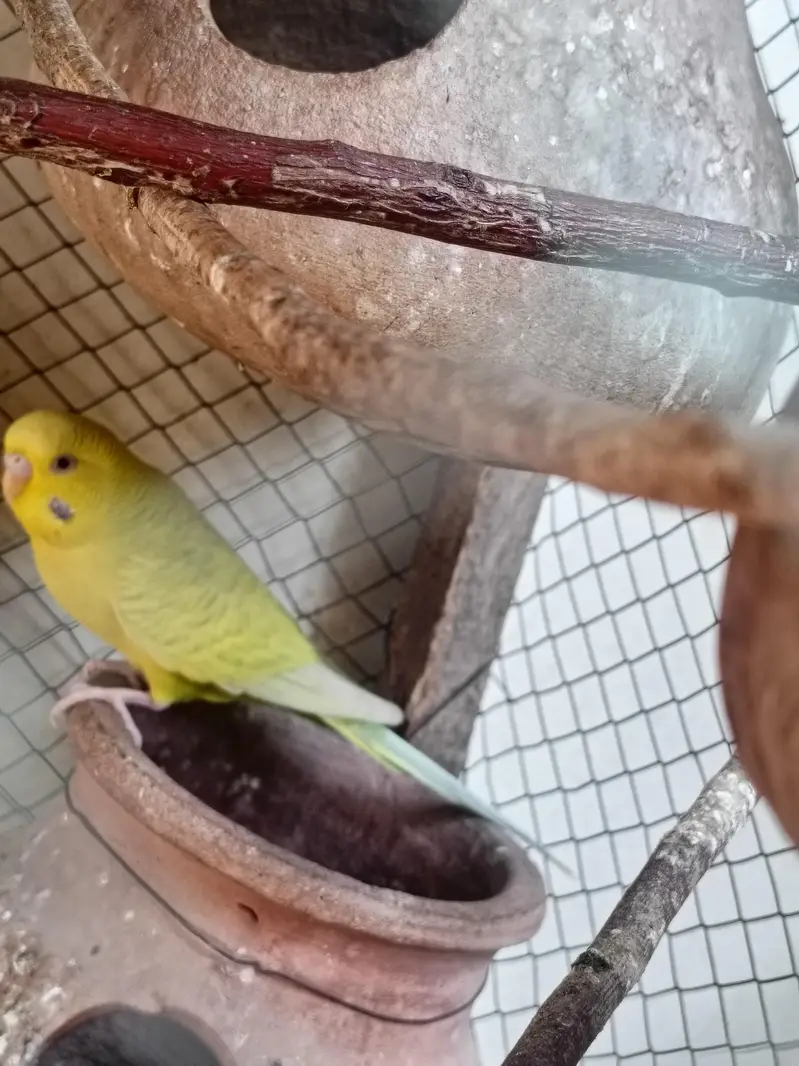budgie pair or chicks — photo 10