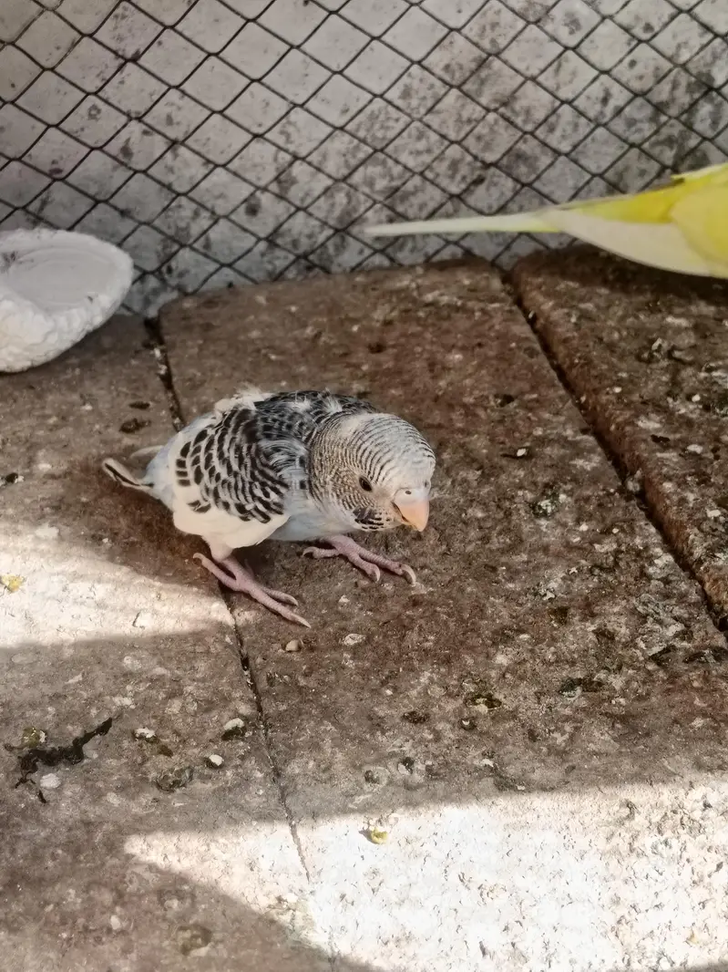 budgie pair or chicks — photo 11
