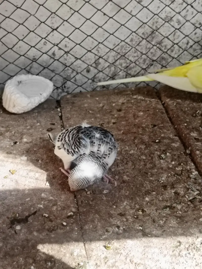 budgie pair or chicks — photo 12