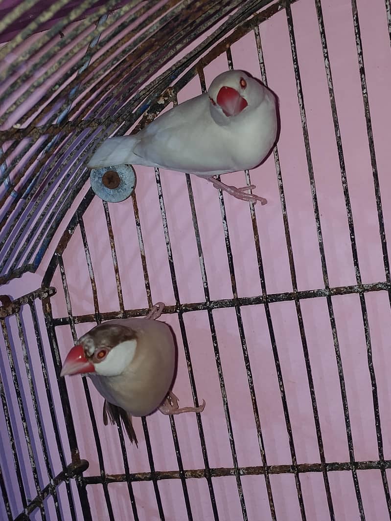 cocktail chicks & love birds & java 7