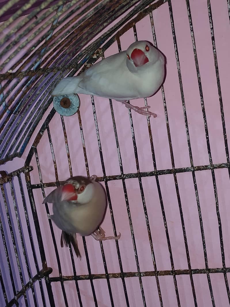 cocktail chicks & love birds & java 8