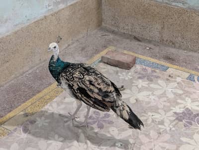 | PEACOCK WHITE - BLACK SHOULDER CHICKS PAIR | num 03091333909 |