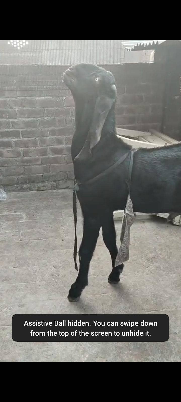beetal Bakra high quality 1