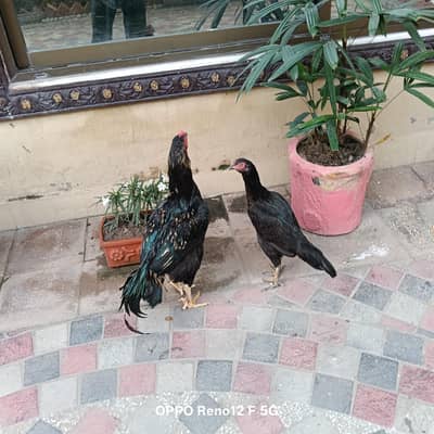Aseel java pair very healthy and active  available in cavelry ground l