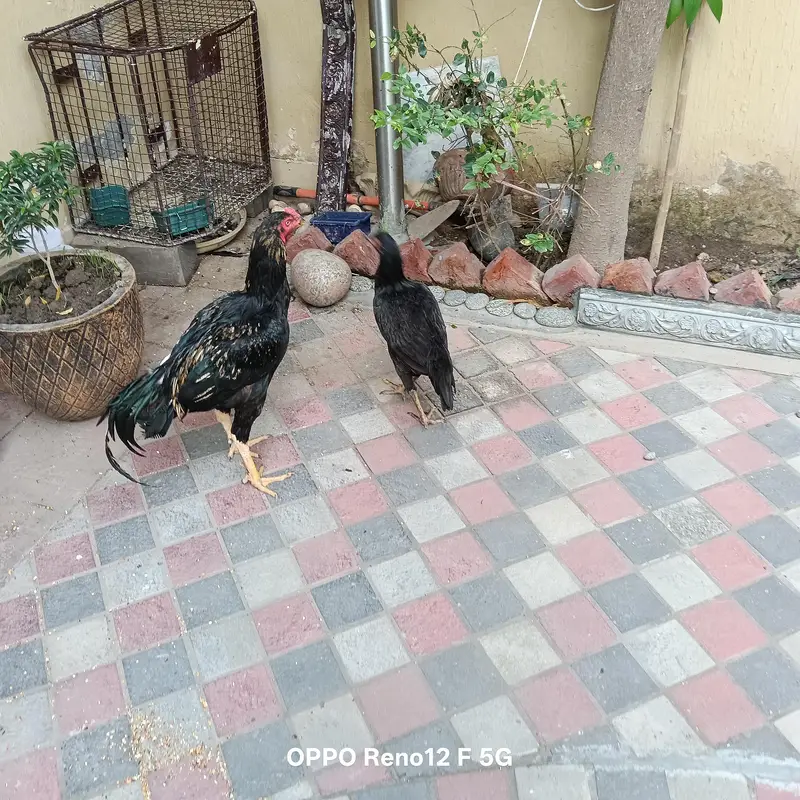 Aseel java pair very healthy and active  available in cavelry ground l — photo 2