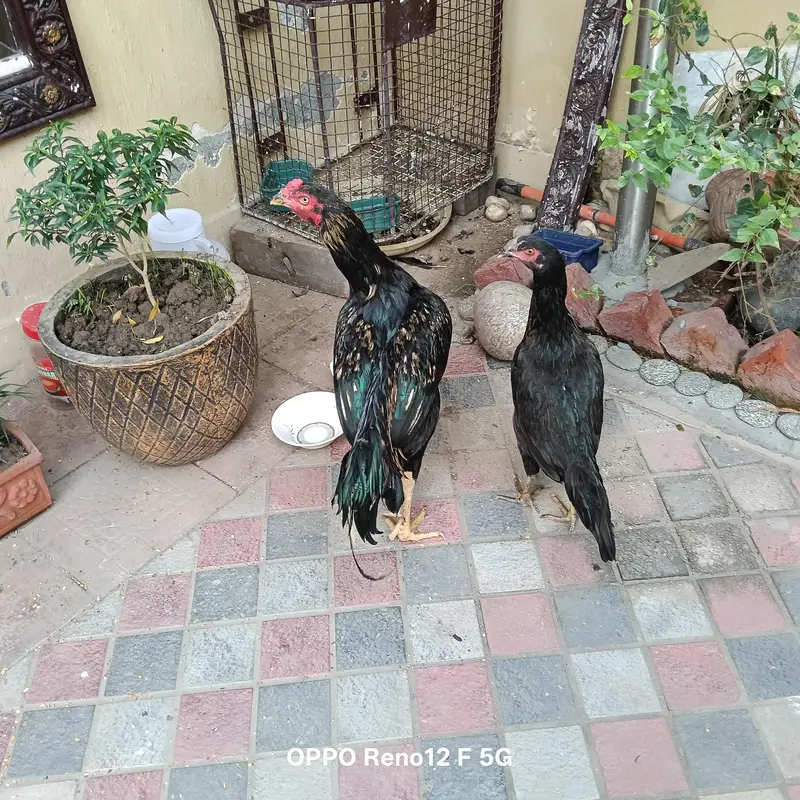 Aseel java pair very healthy and active  available in cavelry ground l — photo 3