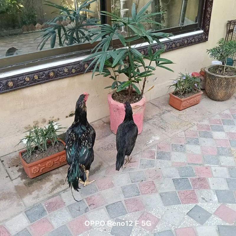 Aseel java pair very healthy and active  available in cavelry ground l — photo 4