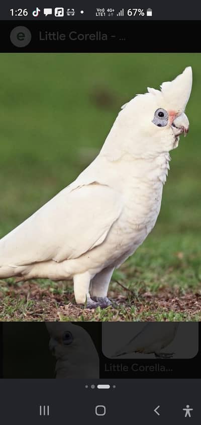 cockatoo & african gray parrot