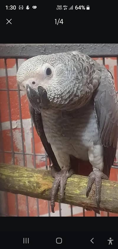 african gray & cockatoo