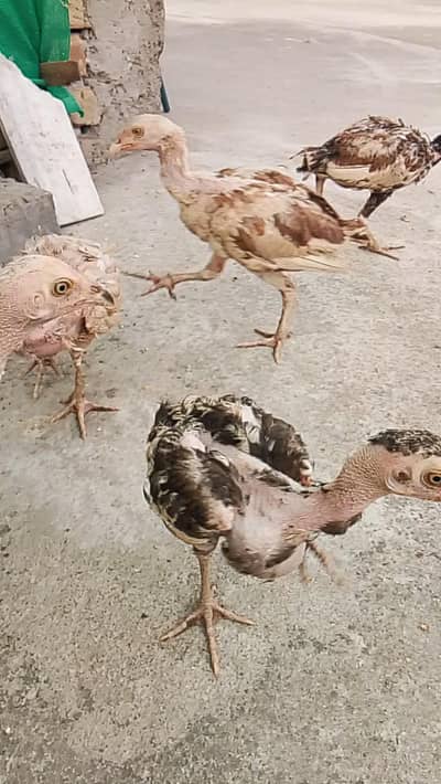 aseel chenay chicks for sale location Narian Abbottabad