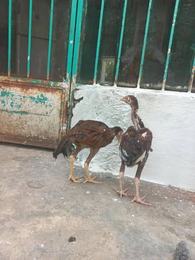 aseel pair urgent