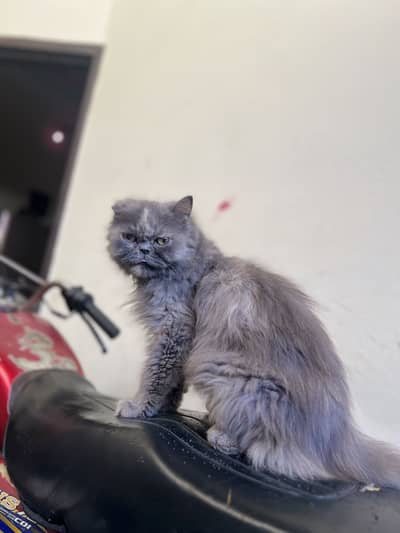 picky face female cat full trained
