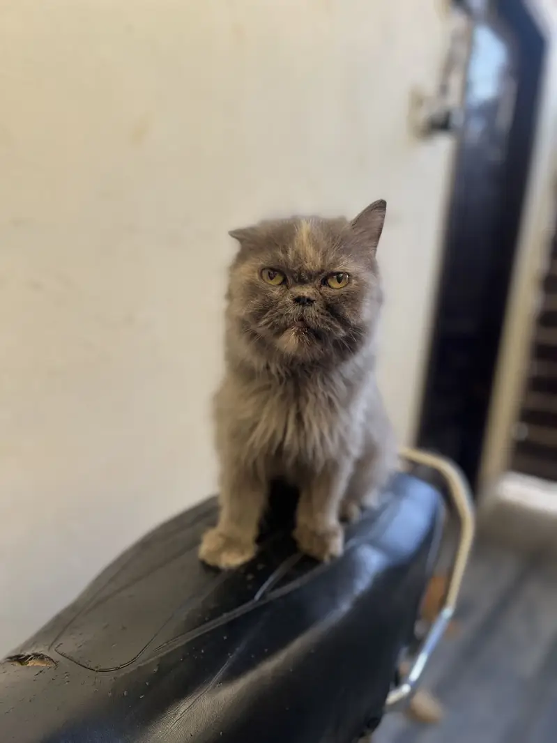 picky face female cat full trained — photo 2