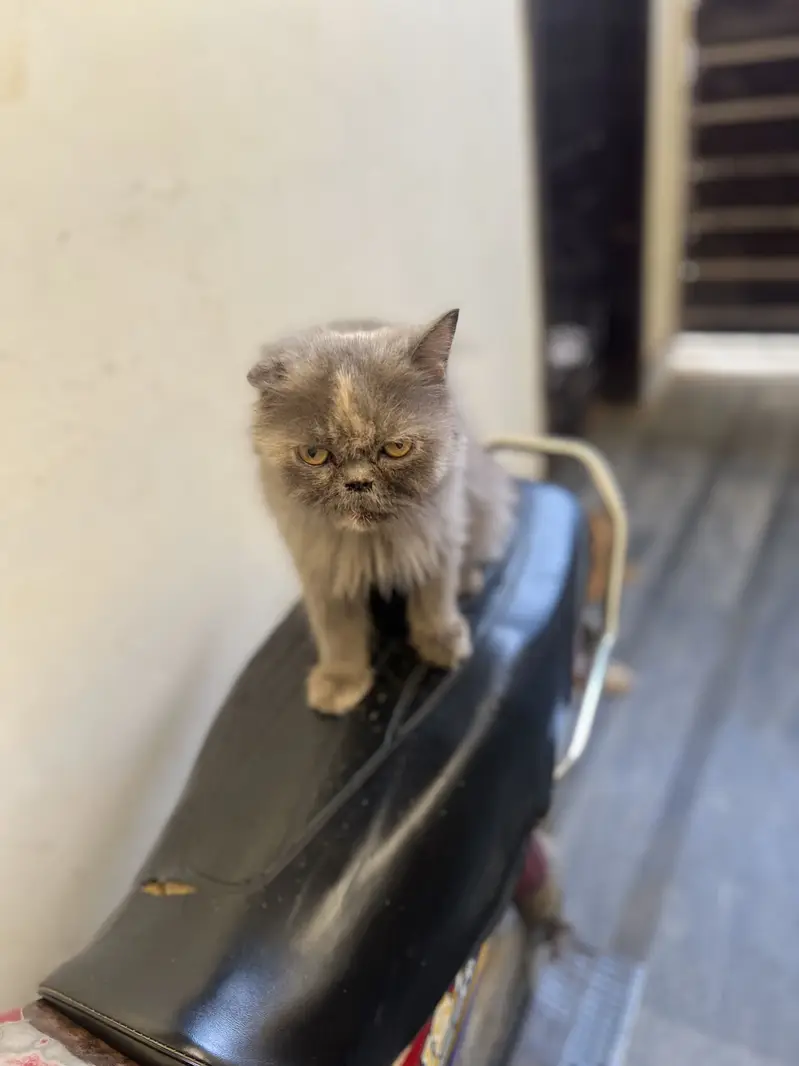 picky face female cat full trained — photo 3