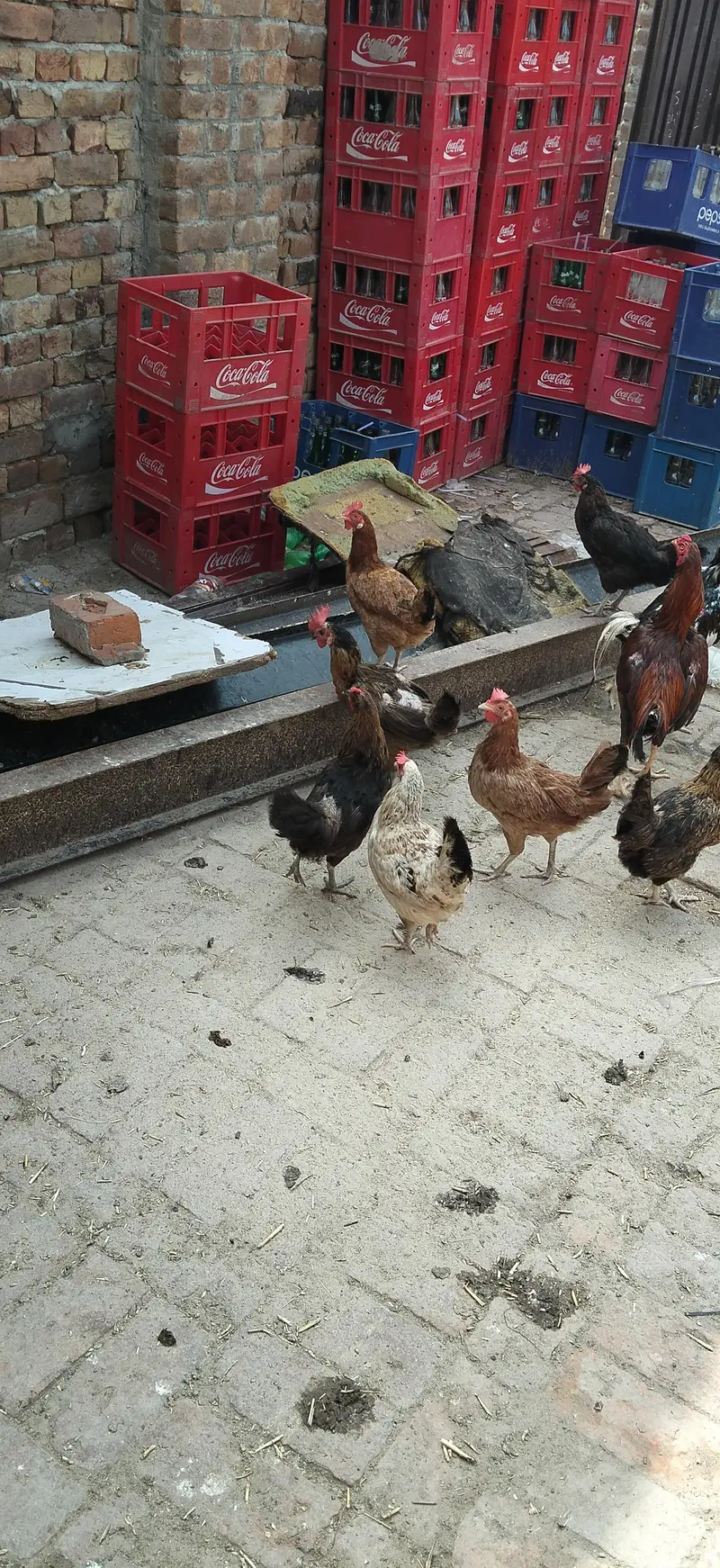 Desi murgi eggs wali murgi — photo 3