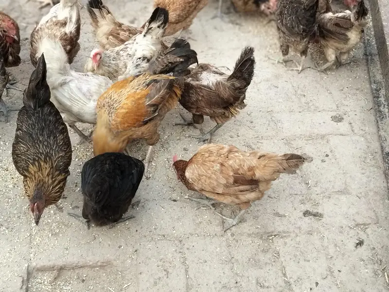 Desi murgi eggs wali murgi — photo 8